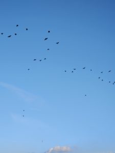 Vögel am Himmel